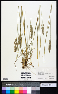 Poa arachnifera image