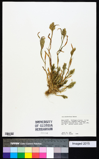 Poa arachnifera image