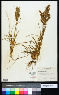 Poa arachnifera image