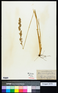 Poa arachnifera image