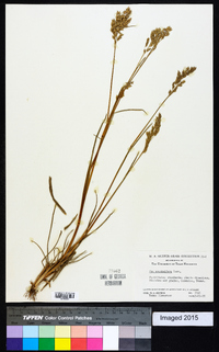 Poa arachnifera image