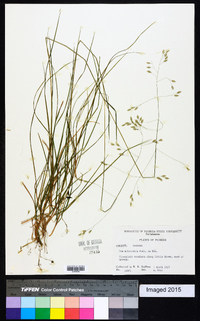 Poa autumnalis image