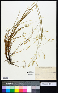 Poa autumnalis image