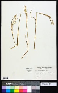 Poa autumnalis image