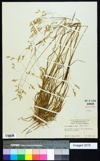 Poa autumnalis image