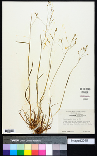 Poa autumnalis image