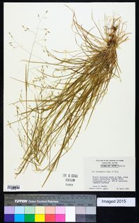 Poa autumnalis image