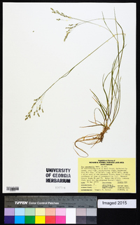 Poa autumnalis image