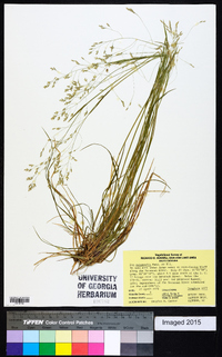 Poa autumnalis image