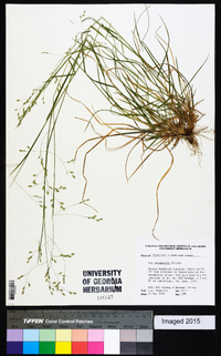 Poa autumnalis image