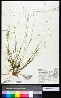 Poa autumnalis image