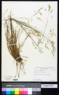 Poa autumnalis image