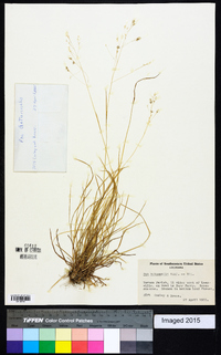 Poa autumnalis image