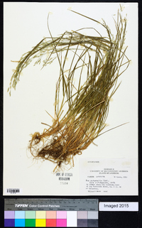 Poa autumnalis image