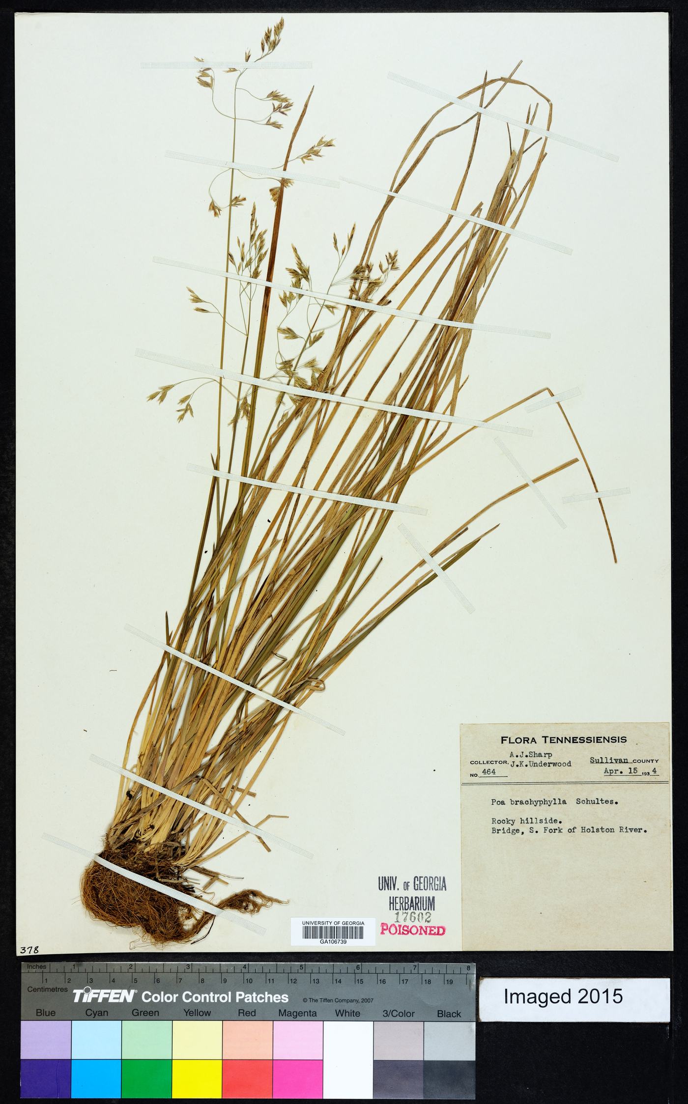 Poa brachyphylla image