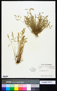 Poa chapmaniana image