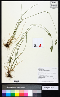 Poa cusickii subsp. epilis image