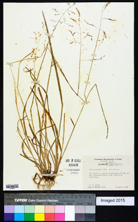 Poa cuspidata image