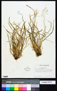 Poa cuspidata image