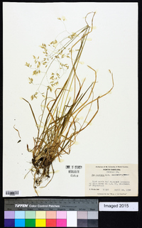 Poa cuspidata image