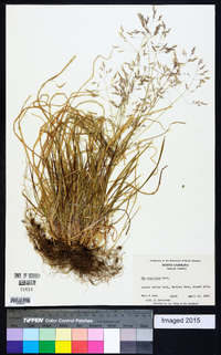 Poa cuspidata image