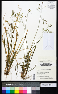 Poa cuspidata image