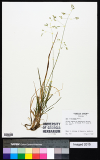 Poa cuspidata image