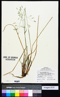 Poa cuspidata image