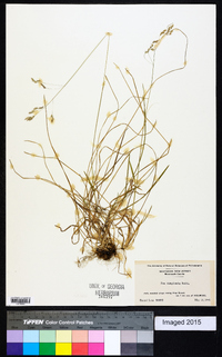 Poa cuspidata image