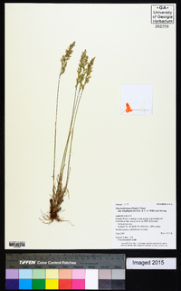 Poa fendleriana subsp. longiligula image