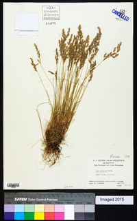 Poa nemoralis image