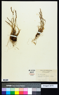 Poa nemoralis subsp. interior image