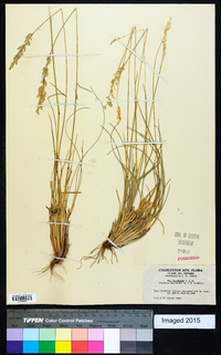 Poa fendleriana subsp. longiligula image