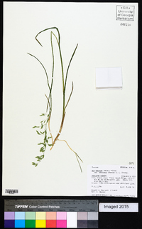 Poa nervosa image