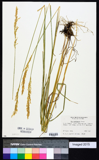 Poa secunda var. nevadensis image