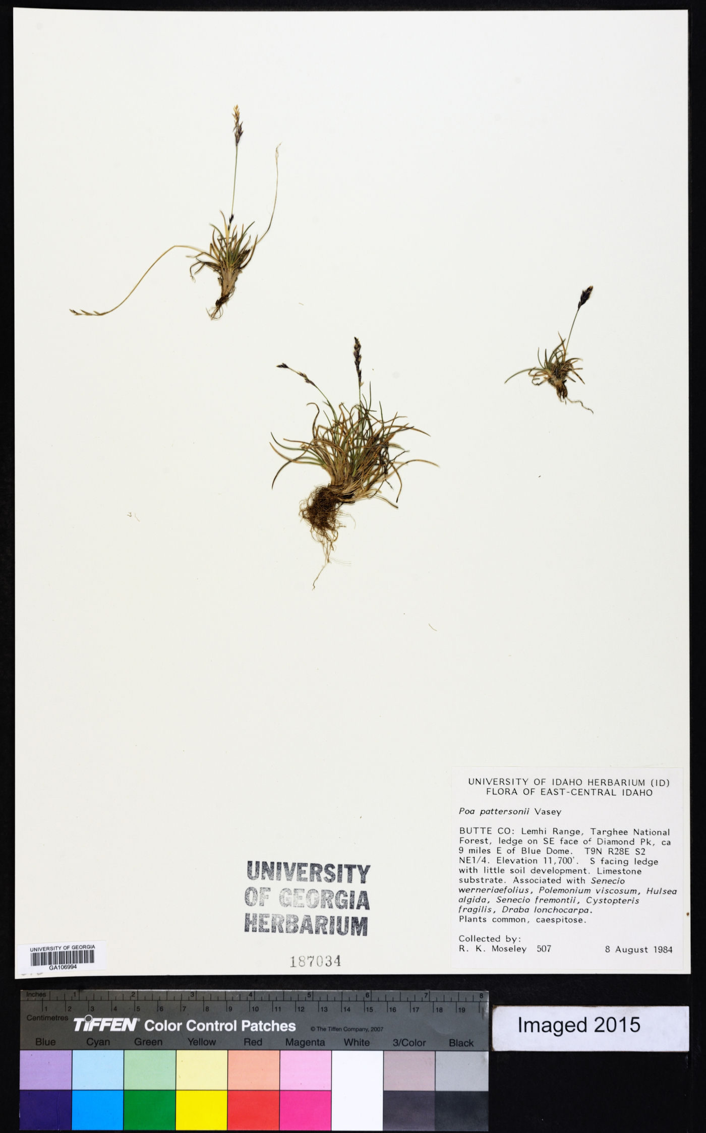 Poa abbreviata var. pattersonii image