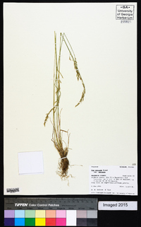 Poa secunda var. secunda image