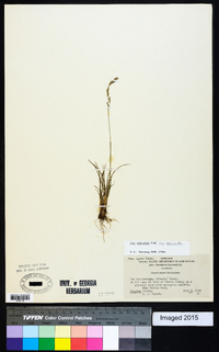 Poa secunda subsp. secunda image