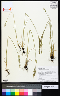 Poa secunda subsp. juncifolia image