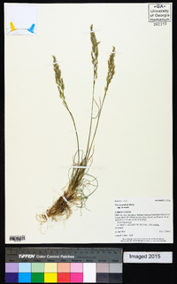 Poa secunda subsp. secunda image