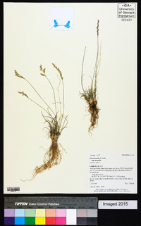 Poa secunda subsp. secunda image