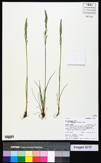 Poa secunda subsp. secunda image