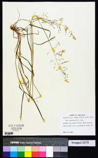 Poa sylvestris image