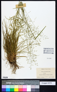 Poa sylvestris image