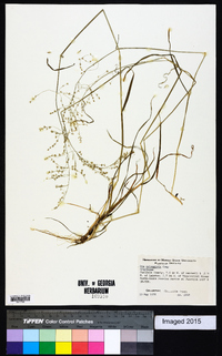 Poa sylvestris image