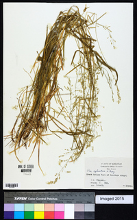 Poa sylvestris image