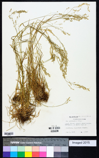 Poa sylvestris image