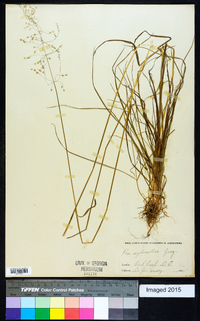 Poa sylvestris image