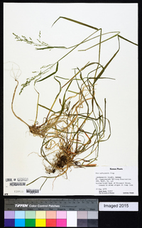 Poa sylvestris image