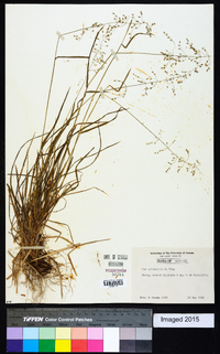 Poa sylvestris image